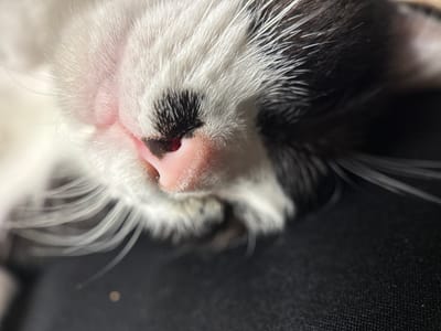 This is a close-up, macro photograph of a black and white cat's nose and whiskers. The cat appears to be sleeping or resting, with its eyes closed. The focus is sharp on the textured nose, which is a light pink color with a darker, black marking on its left side. Delicate white whiskers fan out from around the nose and mouth. The cat's fur is visible, with patches of white and black. The background is blurred and dark, suggesting a shallow depth of field and possibly a dark surface the cat is lying on. The lighting appears to be soft, highlighting the textures of the fur and whiskers. No text is visible in the image. The location context of Thep Krasatti, Thailand, provides a geographical setting but no specific visual cues within the image itself.
