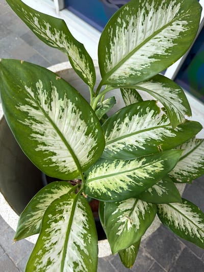 This is an eye-level, medium shot of a potted plant with large, variegated green and white leaves, likely a Dumbcane (Dieffenbachia) plant. The plant is situated outdoors, possibly on a balcony or patio, as indicated by the paving stones on the ground and a white frame and blue glass in the background, suggesting a window or door. The leaves exhibit irregular splotches and streaks of creamy white against a deep green background, with prominent central veins. Some leaves show slight damage along the edges, with browning or tearing. The pot is a light-colored, textured cylinder. The lighting suggests it is daytime, possibly overcast or in shade. There are no people or animals visible in the frame. The scene appears to be a typical residential or commercial outdoor space in Central Jakarta, Indonesia.