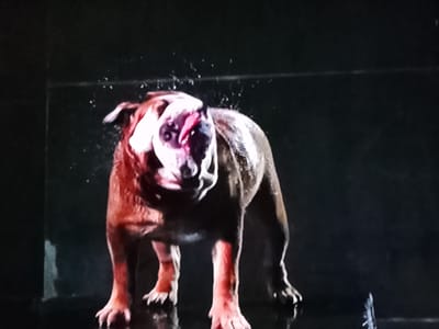 A brown and white bulldog shakes its head, sending water droplets into the air. The dog is in focus against a dark, blurred background. There are no visible signs of the city of Klichaw, Belarus.