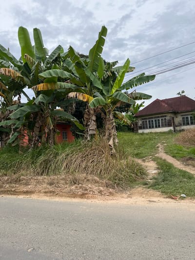 The image depicts a street scene with a house and vegetation. A paved road occupies the right side of the frame, with a dirt path and overgrown grass to its left. A dense cluster of banana trees, with their large green leaves, dominates the foreground and mid-ground on the left. Behind the banana trees, an old wooden house with a rusted metal roof and numerous windows can be seen. Adjacent to it, a smaller, reddish-orange house with a single window is partially visible. The sky is overcast with gray clouds. The scene appears to be in a rural or semi-rural setting. There are no people visible, and the overall impression is one of stillness. The time of day is likely daytime, given the illumination. The location is identified as Rantau Pauh, Indonesia. No text is visible in the image.