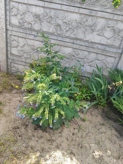 A medium shot captures a patch of blooming comfrey (Symphytum officinale) against a grey concrete fence with a textured stone pattern in Svietlahorsk, Belarus. The comfrey plant, with its green leaves and delicate blue tubular flowers, stands in sandy soil. Interspersed are other plants, including green foliage with yellow variegation and tall, sword-like leaves. A trimmed evergreen bush is visible to the right. The sunlight creates shadows on the ground, highlighting the dry, sandy soil with scattered fallen petals. The scene is devoid of any human presence.
