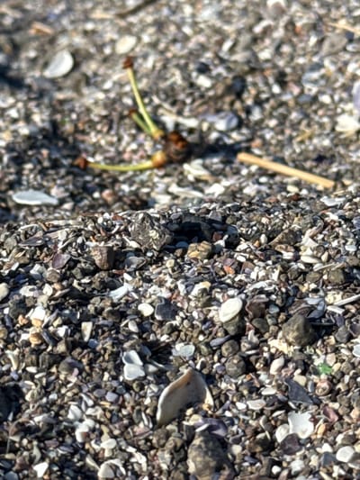 This media file captures a close-up, tilted perspective of a beach surface composed of small shells, pebbles, and sand. The texture is rough and varied, with many small, fragmented pieces of seashells in shades of white, grey, and brown. A thin, light-colored stick or twig is visible diagonally in the upper left quadrant of the image. In the lower left portion, a small, out-of-focus object resembling plant stems or dried berry stems with tiny green leaves emerges from the gravel. The lighting suggests it is daytime, likely sunny, casting subtle shadows and highlighting the granular details of the beach. The scene evokes a natural, coastal environment, possibly the shore of Sozopol, Bulgaria, characterized by the typical debris found on a beach. No people or specific events are depicted, focusing solely on the ground texture and the small natural elements present. The image is still and does not appear to document any action or happening.