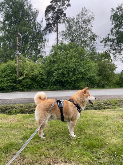 A Shiba Inu dog, wearing a black harness and attached to a grey leash, stands on a grassy verge adjacent to a grey asphalt road. The dog is facing away from the camera and towards the road, with its head tilted upwards as if looking or listening to something. Behind the road, there is dense green foliage from trees. In the background, utility poles with wires are visible amidst the trees. The sky is overcast. The location is Lisy Nos, Russia.