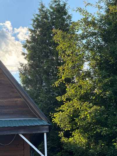 The image captures a view looking upwards towards a canopy of green leaves from underneath a structure. The leaves are illuminated by sunlight filtering through them, creating a dappled effect. Below the foliage, the upper portion of a wooden structure with a sloped roof is visible. The structure appears to be a shed or a similar outdoor building. Part of the structure features a weathered, dark wooden siding, while another section shows a teal-colored corrugated material. In the background, a bright blue sky is dotted with fluffy white clouds, suggesting it is daytime. The lighting and clear sky indicate fair weather. The overall impression is a peaceful, natural scene juxtaposed with man-made construction. The image is taken from a low angle, emphasizing the height of the trees and the sky. No people are visible in the frame. There is no visible text in the image. The scene is outdoors, likely in a backyard or garden setting, given the presence of a shed and trees. The time of day appears to be either morning or late afternoon, judging by the angle of the sun and the quality of light.