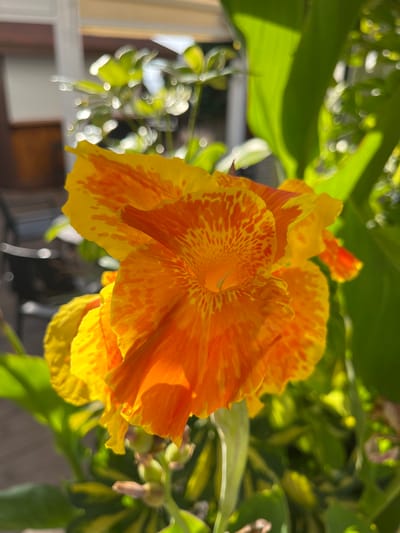 A close-up, high-angle shot captures the vibrant petals of an orange and yellow flower, possibly a Canna Lily, blooming outdoors. The flower's delicate texture and intricate patterns of red and orange speckles are highlighted by the bright sunlight. In the background, soft-focus green leaves and a blurred outdoor setting suggest a garden or patio environment. The presence of railings and a wooden deck further indicates an outdoor residential or public space. The image does not contain any discernible elements that would specifically place it in Calp, Spain.