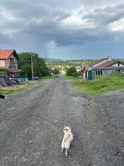 The image shows a gravel road in Cherni Vrah, Bulgaria, with a light-colored dog lying on its side, attached to a leash held by a person (partially visible). The road runs between houses, with a view towards a distant valley. The sky is overcast with dark clouds. Vegetation, including grass and trees, grows alongside the road. Debris and miscellaneous items are piled near one of the houses.