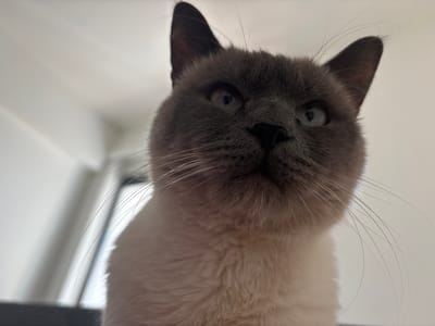 The media file presents an inverted, close-up view of a cat's head and upper body. The cat exhibits distinct color point markings, featuring a dark grey or brown face, muzzle, and ears, which contrast sharply with its lighter, creamy-white fur on the body. Its prominent, light blue eyes with visible pupils are directed downwards (from the cat's perspective), conveying an alert and curious expression. Numerous long, fine whiskers extend outwards from its cheeks.
The unusual perspective shows the cat's face at the bottom of the frame, giving the impression that the cat is looking down at the camera from an elevated position. The background is a clean, bright white surface, suggesting an indoor setting with strong, possibly natural, lighting. Subtle shadows and reflections are visible on this white surface, hinting at windows or other light sources. The texture of the cat's fur, from the dense facial fur to the softer body fur, is clearly detailed. There is no visible text in the image. The scene is located in Antwerp, Belgium, though this is not visually evident from the photograph itself.