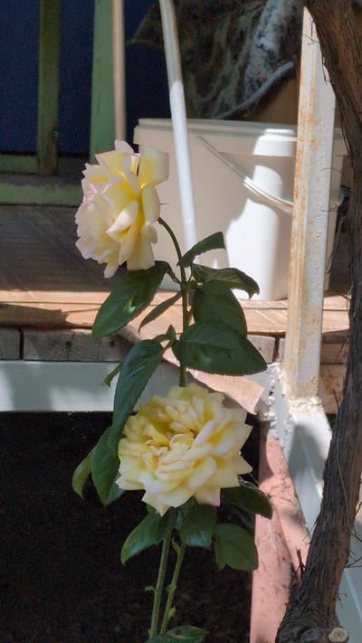 The image depicts a close-up view of a rose bush with two pale yellow roses, one in full bloom at the bottom and another partially open at the top. The roses have delicate petals with hints of pink. The bush has green leaves and stems, with a rough, dark brown vine or branch on the right side of the frame. In the background, a white bucket and a wooden structure with a weathered finish are visible, along with a glimpse of a dark, out-of-focus area. The lighting suggests an outdoor setting with sunlight casting shadows. The location is identified as Kozare, Bulgaria.