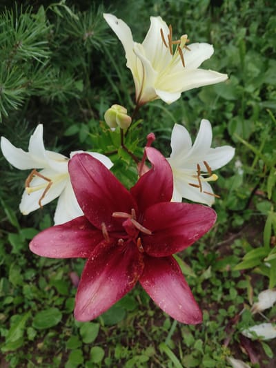 A close-up, eye-level shot captures a cluster of lilies in bloom, set against a backdrop of green foliage and pine needles. The most prominent flower, in the foreground, is a deep burgundy lily with six petals. Some petals show a dusting of light-colored pollen or speckles. Behind this, to the left, is a white lily with a creamy yellow center, its six petals slightly curled. To the right and slightly further back, another white lily is visible, its petals also slightly curved. The flowers appear to be in a garden setting. The overall impression is of a natural, outdoor scene. The image is of flowers and foliage. There are no people or buildings visible in the image, and thus no information can be determined regarding location in Igenche, Russia.