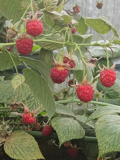In Kurovo, Russia, this image captures a close-up view of a raspberry bush laden with ripe fruit. Several bright red raspberries, each composed of drupelets, hang from delicate stems, some still partially attached to the plant with their green sepals. The berries are surrounded by lush green leaves, some of which display a slightly mottled or variegated pattern, suggesting potential nutrient deficiencies or a common leaf spot disease. The background is soft and out of focus, with hints of a greenhouse structure, indicated by a diffused light and potentially a translucent covering. The overall scene depicts a bountiful harvest or a ripening season on a raspberry plant.