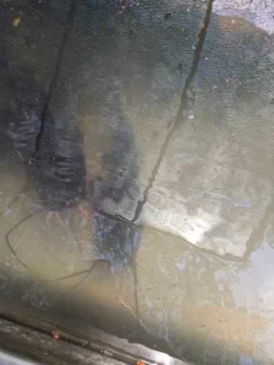 The image shows a muddy body of water with a dark, netted surface above it. The water is murky, with visible ripples and reflections. The netting appears to be a screen or shade structure, casting shadows on the water. In the water, some thin, dark strands are visible, possibly from plants or an object submerged beneath the surface. A dark, elongated form, possibly an animal or a submerged object, is partially visible in the murky water. Small, orange-colored flecks are scattered across the netting and in the water. The scene is consistent with an outdoor environment, possibly a pond or a water feature. There is no specific indication of a city or country, therefore the location in the city of German, Bulgaria cannot be determined from the image.