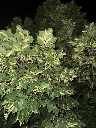 The image shows a close-up view of a tree with abundant green leaves and small, round, green fruits or seed pods. The branches are visible throughout the frame, with some leaves appearing slightly yellowed or dried, indicating a possible late summer or early autumn season. The background is dark, suggesting the photograph was taken at night. The tree is dense with foliage, and the lighting highlights the texture and shape of the leaves and fruits. There are no people or any man-made structures visible in the image. The location is the city of Egorlykskaya, Russia.