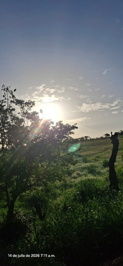 An outdoor, vertical, medium-shot photograph taken at sunrise shows a bright sun to the left of the frame, peeking through a cluster of trees. The sun is partially obscured by the foliage of a tree in the foreground, which is dark and silhouetted. Rays of sunlight emanate from the sun, creating a lens flare effect with rainbow colors.
The background features a grassy field with dew visible on the blades of grass, suggesting it is early morning. The field slopes upwards towards a distant horizon line, dotted with small trees and shrubs. To the far right, a dark, weathered, upright tree trunk or stump stands out against the lighter grass. The sky is a gradient of light blue at the top, fading to a lighter hue near the horizon, with scattered white clouds.
The bottom left corner of the image contains white text indicating the date and time: "14 de julio de 2026 7:11 a.m." This suggests the photograph was taken in Vallecito, Venezuela, on July 14, 2026, at 7:11 AM. No people are visible in the scene. The overall mood is serene and natural, capturing the beauty of a sunrise in a rural landscape.