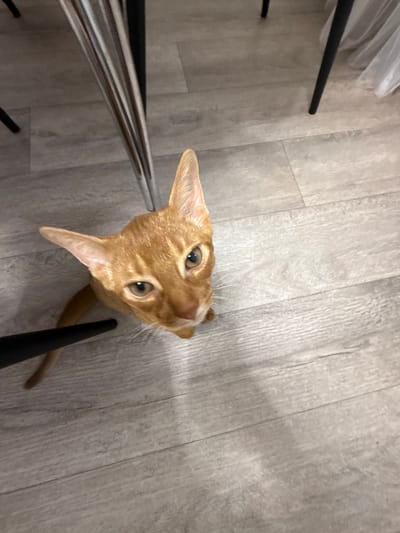 This is a high-angle, medium shot of an orange tabby cat looking directly up at the camera. The cat's head is tilted, and its wide, green eyes are focused on the viewer. Its ears are perked forward, and its whiskers are prominent. The cat's fur is a warm orange color with subtle tabby markings.

The cat appears to be indoors, standing on a light gray laminate wood floor. The floor has a wood grain pattern with visible planks and lines. To the left of the cat, partially visible in the frame, are the metallic legs and a section of the seat of a chair, suggesting the cat is in a dining area or living space. To the right, a black chair leg is visible, adding to the impression of being seated at a table. A faint shadow of the cat is cast on the floor.

The lighting suggests an indoor setting, possibly during the day due to the ambient light illuminating the floor. There is no visible text in the image. The overall mood is one of curiosity and direct engagement from the animal. The location is specified as Stary Oskol, Russia.