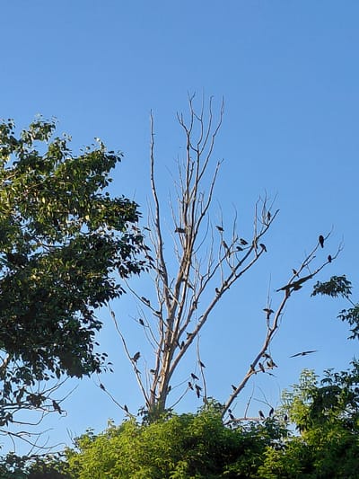 In Tashkazgan, Russia, a flock of birds gathers on the bare branches of a tall, dead tree, silhouetted against a clear blue sky. The tree's skeletal structure is sparsely populated with numerous small, dark birds, perched on its thin limbs. To the left, a vibrant green tree with full foliage stands in contrast, its leaves rustling slightly in the breeze. Below, dense green foliage forms a natural border, hinting at a wooded area or park. In the mid-ground, a single bird in flight, wings outstretched, adds a dynamic element to the scene. The overall impression is of a natural setting, possibly a park or a woodland edge, captured on a bright, clear day.