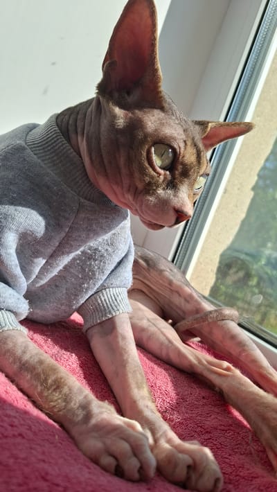 A hairless cat, wearing a grey sweatshirt, is lying on a pink blanket by a window. The cat has large ears and green eyes. Sunlight is streaming in from the window, casting shadows and highlighting the cat's skin and fur. The cat's paws are visible, and its tail is wrapped around one of its legs. The background shows greenery outside the window, suggesting an outdoor or natural environment. The scene appears to be indoors, possibly in a residential setting within the Забалоцкі сельскі Савет region of Belarus.
