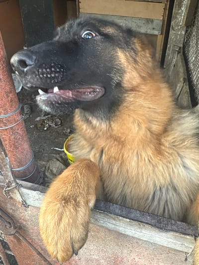 A German Shepherd dog with a black face and tan fur lies on its back in an enclosed, potentially distressed environment. The dog's mouth is open, revealing teeth. A yellow collar is visible around its neck. The dog appears to be lying on a surface constructed of wood and metal, including a rusty pipe. The location is Kukorevo, Bulgaria.