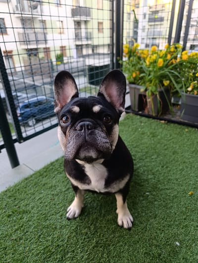 A French Bulldog sits on artificial grass on a balcony overlooking a street in Krakow, Poland. The dog is black and white with large, erect ears and is looking directly at the camera. In the background, out-of-focus buildings and a dark blue car are visible. Yellow flowers in planters are also present on the balcony. The scene appears to be set during daylight hours.