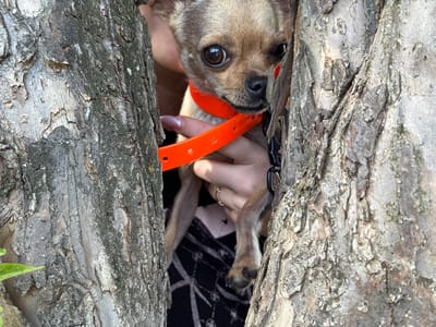 A small, tan dog with dark eyes and an orange collar is peeking out from between two rough-barked trees. Its head is tilted downwards, and its nose is pressed against the bark. One of its paws is visible, reaching out from the gap between the trees. A person's hand, wearing a ring, is also visible, appearing to hold the dog in place or guide it. The background is dark and out of focus, with a hint of a patterned fabric. The scene appears to be outdoors, possibly in a park or wooded area, judging by the tree bark. The lighting suggests it could be daytime.