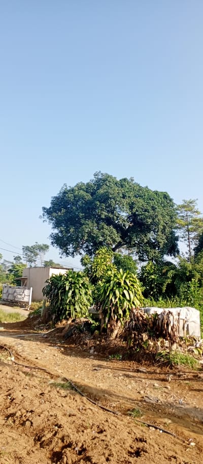 The image depicts an outdoor scene in Kudawa, Sri Lanka, under a clear blue sky. In the foreground, a dirt path with some scattered rocks and a black hose lies in the lower portion of the frame. Mid-ground features several large, leafy green plants, with some dried plant matter in front of them. Behind these plants, a modest building with a white wall and a darker roof is visible, along with a wooden fence or gate structure. A large, mature tree with dense green foliage dominates the background, flanked by other trees and vegetation. The overall impression is a rural or semi-rural environment. There are no people visible in the image.