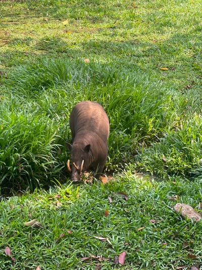 The image shows a babirusa, a species of wild pig, in a grassy enclosure. The babirusa is dark brown with distinctive upward-curving tusks. It is partially submerged in shallow water at the edge of a clump of tall green grass. The ground is covered in short green grass, with some fallen brown leaves scattered throughout. The scene appears to be a zoo or wildlife park in South Jakarta, Indonesia, with the naturalistic environment suggesting an effort to mimic the animal's native habitat. The lighting indicates it is daytime.