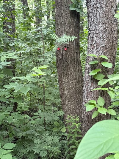 The image depicts a forest scene in Balashikha, Russia. Two trees stand close together in the foreground. The tree on the left has a trunk with rough bark, and two red, circular markers are attached to it, resembling eyes. A small, thin branch is positioned above the markers, possibly to create a nose-like feature. The tree on the right also has a textured bark, and some light-colored lichen is visible on its surface. Both trees are surrounded by dense green foliage, including various types of leaves and ferns, indicating a natural woodland environment. The lighting suggests it is daytime, with dappled sunlight filtering through the canopy.