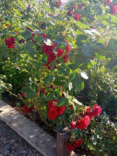 A close-up, eye-level shot showcases a cluster of vibrant red roses in full bloom, set against a backdrop of lush green foliage. The roses, some fully open and others in bud, are arranged on thorny branches that are somewhat supported by a thin blue cord. Sunlight filters through the leaves, creating bright highlights and casting shadows, suggesting it is late afternoon or early morning.

The scene appears to be a garden. In the foreground, a weathered concrete border runs horizontally across the bottom left of the frame, separating the rose bush from a path covered with small, greyish-pink gravel. To the right of the concrete border, a rough wooden post is partially visible. The overall impression is one of a peaceful, natural setting bathed in warm light.

No people are visible in the frame, nor is any text. The focus is entirely on the beauty and natural detail of the rose bush. The location context, Sozonivka, Ukraine, implies an outdoor, temperate environment. The time of day is suggested by the quality of light, which is soft and directional, hinting at either sunrise or sunset. The weather appears clear and sunny.