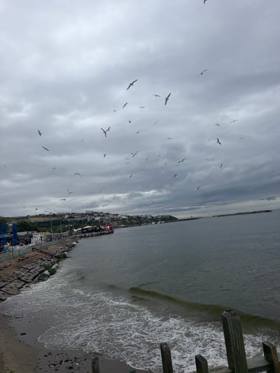 A wide shot captures a cloudy sky over a body of water. Numerous seagulls are in flight against the overcast sky, scattered across the frame. In the mid-ground, a coastal town with buildings and structures is visible along the shoreline. A pier or breakwater extends into the water on the right side of the image. The foreground shows a rocky shoreline with gentle waves lapping onto a sandy beach. Wooden posts are present in the lower right corner of the frame. The scene depicts a coastal environment on a cloudy day, likely in the city of Tekirdağ, Turkey, given the common visual association of such landscapes with the region.