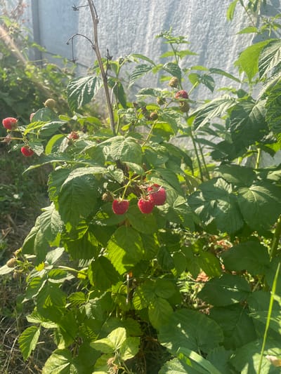 The image shows a close-up of a raspberry bush with ripe red raspberries and green leaves. The bush is growing outdoors, possibly in a garden or yard, with a textured, light-colored fence visible in the background. The lighting suggests it is daytime, with sunlight casting shadows on the leaves. The scene appears to be in a natural or semi-natural environment. There are no people or animals visible in the image. The context of Kobeliaky, Ukraine is not evident from the visual information alone.