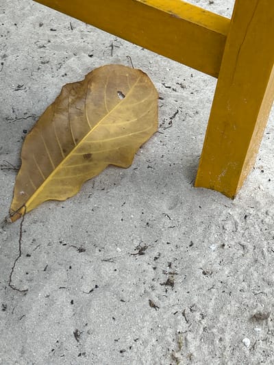 The image shows a close-up, overhead view of a dried, yellow leaf resting on a sandy surface. The leaf is large with prominent veins and a slightly curled edge. To the left of the leaf, a portion of a yellow wooden object is visible, appearing to be part of a larger structure like a chair or table leg. The sandy ground is a light gray color and contains small specks of debris, possibly organic matter or tiny shells. The lighting suggests it is daytime. The scene is likely outdoors, given the sandy environment and the presence of a fallen leaf. The overall impression is one of a natural setting, possibly a beach or a garden area, with a man-made object interacting with the natural elements. There is no visible text in the image.