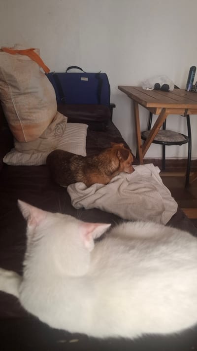 A white cat is situated next to a small brown dog covered with a white towel. They are lying on a dark brown couch next to a collection of pillows and a blue bag. To the right of the couch, a small, wooden table is visible. A white wall is in the background. The location is not identifiable as the city of Wilde, Argentina, based on the visual data.