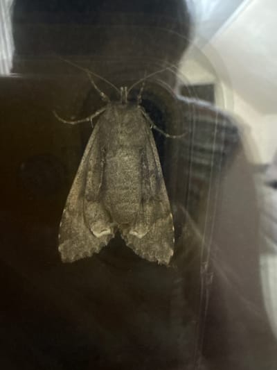 A grey moth with intricate wing patterns is perched on a dark, reflective surface. The moth's antennae are visible, extending forward. The background is blurry and appears to be indoors, with hints of furniture and possibly a person's reflection. The location is the city of Vetluzhsky, Russia.