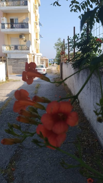 The image depicts an outdoor scene in Neoi Epivates, Greece, likely a residential street leading towards the coast. In the foreground, vibrant orange trumpet flowers hang from a vine, partially obscuring the view. To the left, a multi-story building with balconies and Greek flags is visible. The building is painted in pale yellow tones and has white trim. Air conditioning units are mounted on its exterior walls. A white car is parked on the asphalt road that runs through the center of the frame, angled away from the viewer. The road is lined with a low white wall on the right, topped by a wire fence with wooden posts. Green foliage and more orange flowers are present along the fence. The sky is clear and blue, indicating a sunny day. The environment suggests a Mediterranean coastal town atmosphere.