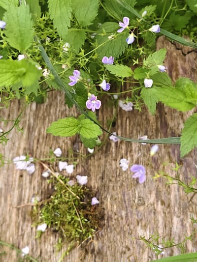 The image depicts a close-up, high-angle view of wild plants and small purple and white flowers growing on a weathered, wooden surface. The wood appears to be old, possibly a plank or log, with visible grain and texture. The vegetation consists of green leaves, some with serrated edges, and thin stems. Scattered amongst the foliage and on the wooden surface are several fallen petals, predominantly white and light purple. A small patch of green moss is also visible on the wood. The overall impression is of a natural, untouched scene. No people are present in the image. The location is specified as Суда, Russia, though the specific context within the city is not discernible from the visual information alone.