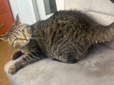 An adult tabby cat with green eyes is lying on a gray upholstered chair in an indoor setting. The cat is facing the camera, with its head tilted to the left. Its body is mostly obscured by the chair, but its tail is visible, extending to the right. The background includes a glimpse of an orange cabinet and a white door frame, suggesting a domestic environment. The scene appears to be captured in Kropyvnytskyi, Ukraine.