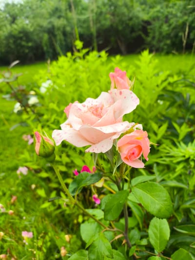 A close-up shot focuses on a cluster of light pink roses in a garden. The main rose in the center is fully bloomed, showcasing delicate petals with subtle pink speckles. To its right, a smaller rose bud is partially open, revealing its tightly furled petals. Another bud is visible on the left side of the main rose. The roses are surrounded by lush green foliage, with a soft focus background suggesting a natural setting. The lighting appears to be natural, possibly overcast or early morning, as there are no harsh shadows and the colors are muted. The overall mood is serene and natural, evoking a sense of tranquility. The image was taken at Sel'khoztekhnika, Russia.