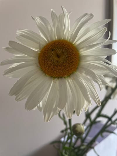 The image shows a close-up of a white daisy with a yellow center. The daisy is the primary subject, with its delicate white petals fanned out and illuminated by soft light, creating subtle shadows and highlights. The center is a cluster of tiny yellow florets, with some darker specks that could be pollen or tiny insects. A few delicate, thin green stems are visible in the background, along with a small, closed bud. The background is a soft, light gray or white, suggesting an indoor setting or an overcast day. The lighting suggests it could be daytime, possibly morning or afternoon, as the light is diffused rather than harsh. There is no visible text in the image. The overall mood is peaceful and natural.