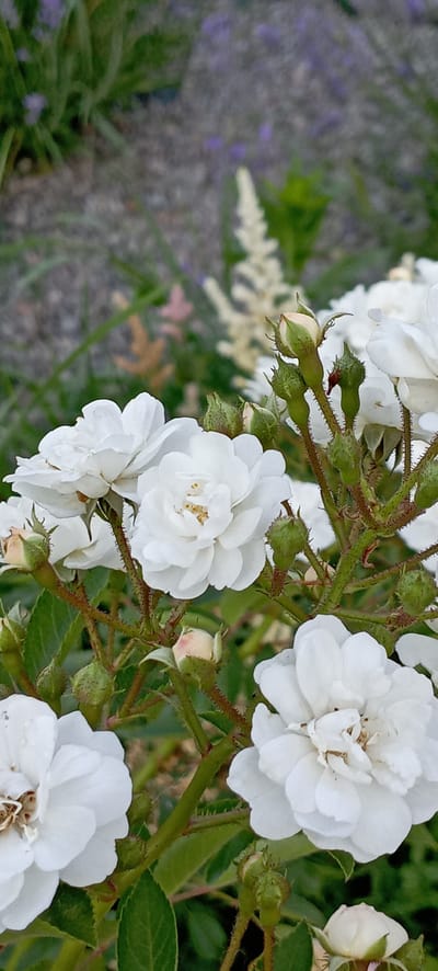 This is a close-up, horizontal, outdoor photograph of a cluster of white roses and their buds. The roses are in various stages of bloom, with some fully open and others still forming. Their petals are delicate and layered, and the centers are a soft yellow. The rose stems are covered in small, sharp thorns, and some green leaves are visible. The background is out of focus, showing hints of gray gravel, green foliage, and small purple flowers, suggesting a garden setting. The lighting appears natural, consistent with daytime, and the overall mood is serene and naturalistic. There is no visible text in the image.