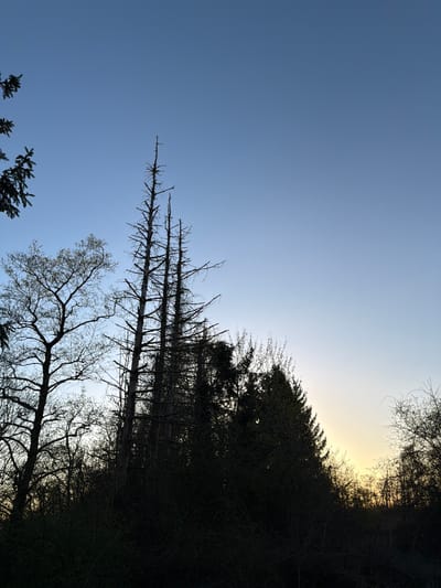 The image depicts a low-angle view of trees against a sky. The scene is likely taken in an outdoor setting. Some of the trees are bare with thin branches, while others have foliage. The sky is blue with a gradient, indicating the time of day may be either sunrise or sunset. The location is specified as the city of Schifflange, Luxembourg. No people are visible.