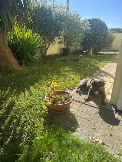 The image depicts an outdoor garden scene, likely part of a private residence, under bright daylight in Mealhada, Portugal. In the foreground, a terracotta pot containing assorted succulents with small yellow flowers rests on a paved pathway composed of rectangular gray pavers. To the pot's left, a manicured lawn of green grass occupies the ground, marked by distinct shadows cast by unseen objects off-frame to the left.
A brindle-patterned dog, resembling a bulldog breed, lies on the paved pathway to the right of the potted plants, partially illuminated by direct sunlight and casting a shadow. The dog is positioned with its head slightly raised, looking towards the left, and its body extended. A dark-colored cable or hose runs across the paving near the dog's left side.
In the mid-ground, a thick-trunked tree is partially visible on the far left, beside a large green plant with spiky leaves. Beyond the lawn and the central area, a light-colored (likely cream or pale yellow) wall forms a boundary, behind which various dense green bushes and small trees are visible. One small tree in a dark pot stands near the wall. The background shows a clear, cloudless blue sky, with a utility pole or similar structure faintly visible on the upper left. A white vertical object, possibly a downspout, is partially visible on the far right edge of the frame.