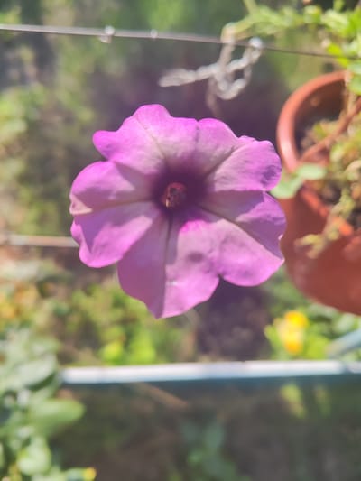 A close-up, slightly angled shot showcases a single, vibrant purple petunia flower in full bloom. The flower's petals, with subtle hints of white and a darker purple center, are gently unfurling. The background is softly blurred, revealing hints of green foliage and a terracotta pot, suggesting an outdoor garden setting. A thin, horizontal line, possibly a railing or wire, traverses the upper part of the frame. The lighting suggests it is daytime, with natural sunlight illuminating the flower. The image was captured in Shabelskoye, Russia.