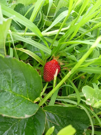 A single, ripe strawberry is nestled amongst lush green grass and strawberry leaves. The strawberry is bright red with visible seeds on its surface, and a small green stem attaches it to the plant. The leaves are a deep green and appear slightly wet, possibly from recent rain. Blades of grass, some tall and some short, surround the fruit, creating a natural and somewhat wild setting. The overall scene suggests an outdoor environment, likely a garden or field, given the presence of the strawberry plant and grass. The lighting is soft and diffused, indicating it could be overcast or the image was taken in the shade. There is no visible text in the image. The location context of Krasnyye Barrikady, Russia, combined with the image, suggests a natural, potentially rural, setting where strawberries are grown or found.