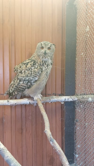 A medium shot captures an owl perched on a branch inside a cage, its body angled left while its head is turned back and to the left, directly facing the camera. The owl has striking orange eyes, dark markings around them, and a mottled brown and white plumage. Its feathers are detailed, showing intricate patterns of dark stripes and lighter brown and white. The owl's talons are securely gripping a rough, light-colored branch, which is part of a larger structure of branches that form a perch.

Behind the owl, a wall made of horizontal wooden planks of a warm brown color provides the backdrop. Above the wooden wall, a dark horizontal band is visible, and above that, a mesh netting extends across the top of the frame, suggesting the enclosure is either an aviary or a zoo habitat. Light streams in from the left, casting a gentle glow and creating a bright, diffused area in the upper left quadrant of the image, hinting at an outdoor setting, possibly during the daytime. The overall impression is one of a captive animal in its enclosure, with the owl appearing alert and curious as it looks directly at the viewer. The scene is static, with the owl appearing to be at rest or observing its surroundings. There is no visible text in the image. The location context provided is Yelizovo, Russia.