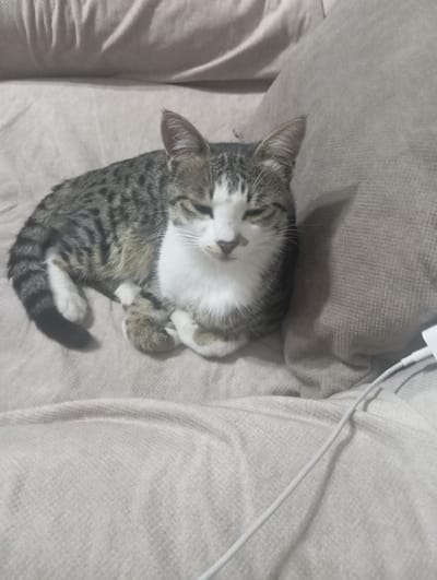 A grey and white tabby cat is sleeping curled up on a light-colored, textured surface that appears to be a couch or bed. The cat's eyes are closed, and its mouth is slightly open, suggesting it is in a deep sleep. Its paws are tucked in, and its tail is wrapped around its body. The overall mood is peaceful and relaxed. In the background, a white cord and a white object, possibly a phone charger, are visible, suggesting the presence of electronics. The lighting suggests it could be daytime or evening. The location is Yeghegnadzor, Armenia. There is no visible text in the image.