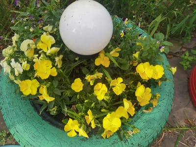 A close-up, eye-level shot captures a green-painted tire planter filled with yellow and white pansies. A white globe light, speckled with dark dots, sits centrally within the planter. The planter is positioned outdoors, with green foliage and a chain-link fence visible in the background. The scene is likely located in Lomets, Bulgaria, based on the provided context. There are no people or animals present in the image.