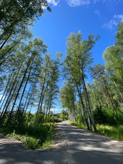 The image shows a paved road lined with trees, mostly birch, under a clear blue sky with sparse clouds. The trees are lush with green leaves, suggesting it is springtime or summer. The sun is casting dappled shadows on the road, indicating it is daytime. The road appears to be in a rural or semi-rural area, as suggested by the presence of trees and the absence of dense urban structures. There is a hint of a small wooden structure in the background, possibly a gazebo or a shed, and some wild vegetation growing along the side of the road. The overall mood is peaceful and serene, evoking a sense of natural beauty and tranquility. The image is oriented vertically, with the road and trees stretching upwards towards the sky. The location context provided is "Zarechny, Russia". There is no visible text in the image.