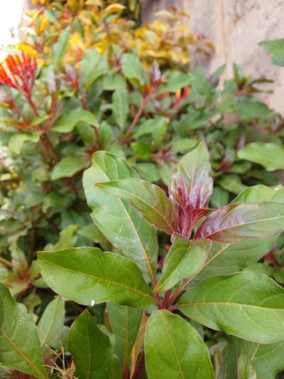 A close-up photograph taken in Ndeiya, Kenya, displays dense plant foliage. The foreground is occupied by a plant featuring ovate, mid-green leaves with visible venation, exhibiting a slightly textured surface. New growth, including emerging leaves and stems, is distinctly reddish-brown. Minor white linear marks are visible on some foreground leaves. In the out-of-focus midground, additional plant growth is present, characterized by a mix of green and yellow foliage, along with some blurred red elements. The background is indistinct, suggesting a light-colored structure behind further blurred yellow vegetation. No individuals or specific actions are depicted. The scene is illuminated by natural light.