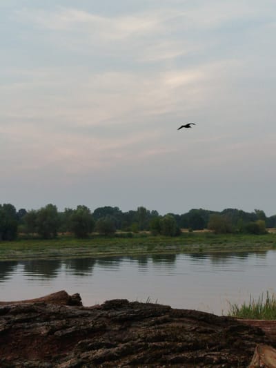 The image shows a natural landscape scene, with a wide river in the foreground and a line of trees and vegetation in the background. The sky is overcast, with a bird in flight silhouetted against the lighter portions of the clouds. In the very foreground, a large, rough-textured log lies across the bottom of the frame. The scene is peaceful and serene. This image was taken in Topolina, Poland, a rural village known for its scenic beauty and natural surroundings.