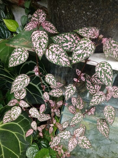 The image displays a close-up, vertical view of a cluster of plants, centered on a variegated specimen identified as a *Hypoestes phyllostachya* (Polka Dot Plant), situated in Khe Sanh Commune, Vietnam. The primary subject features numerous oval-shaped leaves, approximately 3-6 cm in length, exhibiting a speckled pattern of light pink on a dark green background. These leaves are attached to slender, reddish-brown stems that branch and interlace, extending throughout the frame. Smaller, nascent leaves and buds are visible along the stems.
In the background, to the left and bottom-left, larger, deep green leaves with prominent, lighter green venation are partially visible, likely belonging to an aroid plant. Other solid green foliage is discernible further back. The upper right background reveals a dark, coarse-textured object, possibly a stone or ceramic planter, positioned above a white horizontal ledge. A translucent or reflective surface, likely glass, is present in the lower right background, showing distorted reflections. No people or discernible actions are present. The environment suggests a cultivated, possibly sheltered setting, given the presence of varied potted plants and structural elements.