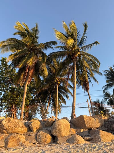 This is a vertically oriented, eye-level, medium shot of a rocky wall with palm trees and the sky in the background. The wall is made of large, rough-hewn stones, some of which are partially embedded in concrete. The stones are a light tan color and appear weathered and textured. Some of the rocks have cracks and crevices, with a bit of greenery growing out of them. To the left of the wall, several palm trees with long, slender trunks and fronds are visible. The fronds are a vibrant green, with some appearing slightly wind-blown. Some coconuts are visible on one of the palm trees. The sky is a clear, bright blue, suggesting a sunny day. Power lines are visible strung between some of the trees, with some netting also apparent. The lighting suggests it is either early morning or late afternoon, with the sun casting a warm glow on the rocks and palm trees. The scene evokes a tropical, beachside atmosphere, characteristic of locations like Baan Tai, Thailand. There is no text visible in the image.